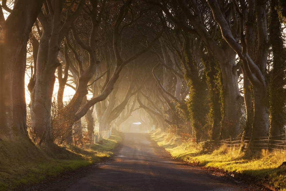King's Road (The Dark Hedges, Northern Ireland)